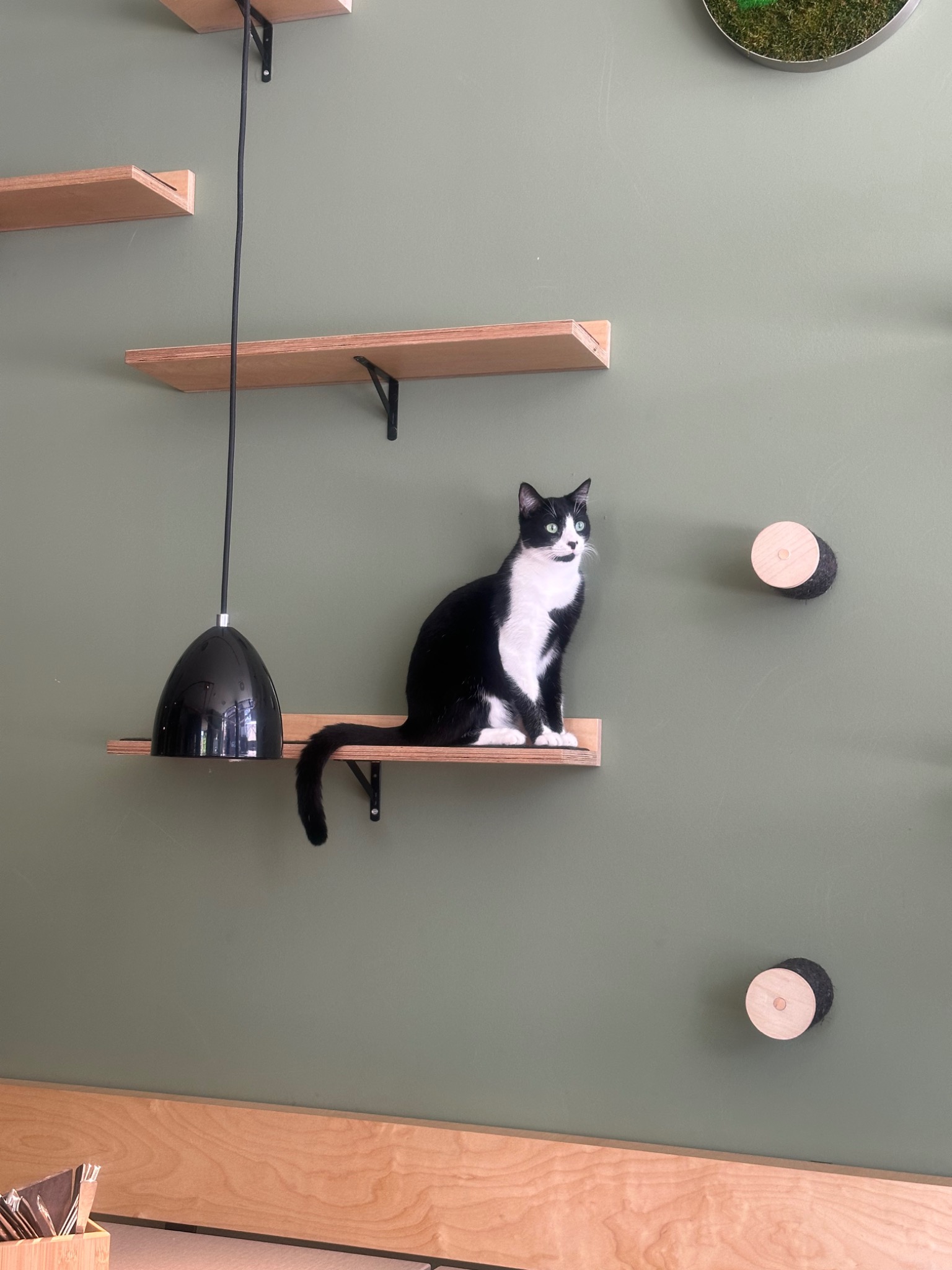 Eine schwarz-weiße Katze sitzt aufmerksam auf einem hölzernen Kletterplatz