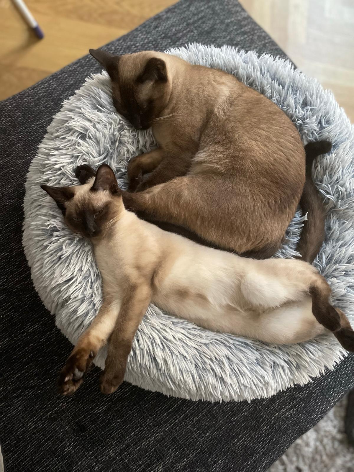 Zwei Katzen entspannen gemeinsam in ihrem vertrauten Zuhause