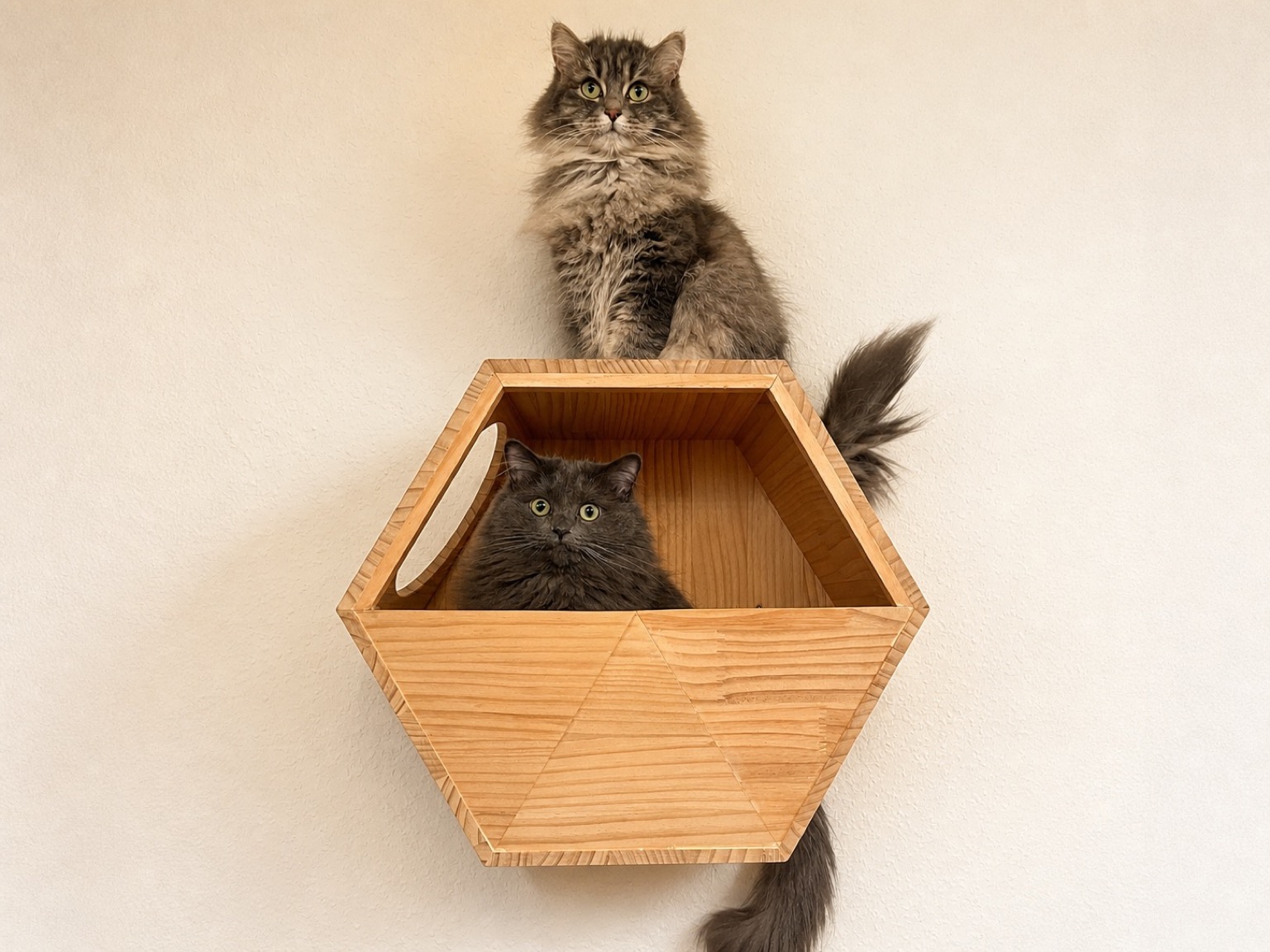 Zwei langhaarige graue Katzen sitzen auf unterschiedlichen Plätzen einer hölzernen Kletterwand zu Hause