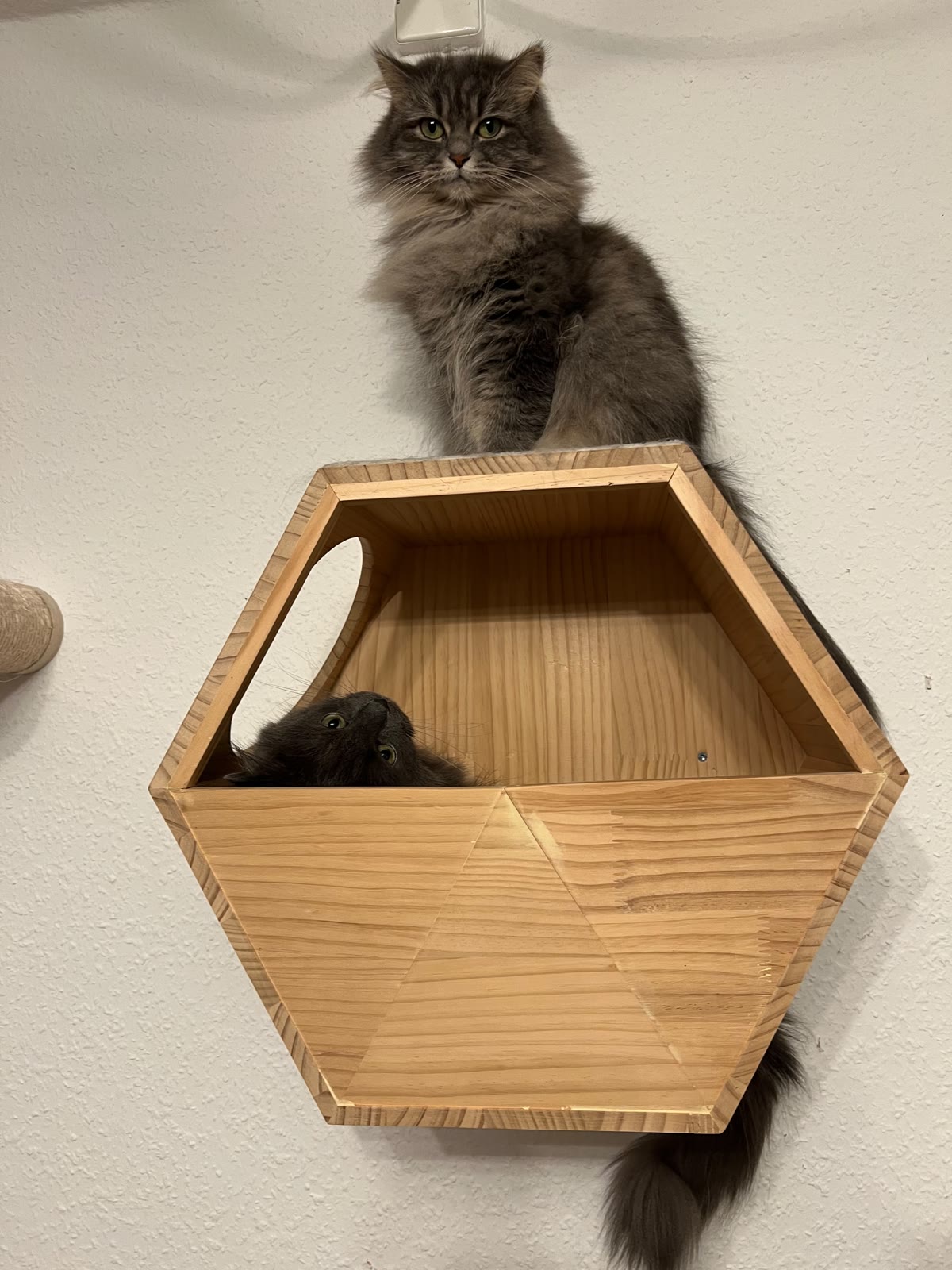 Eine langhaarige graue Katze ruht im Kletterkasten, während die zweite Katze darüber sitzt