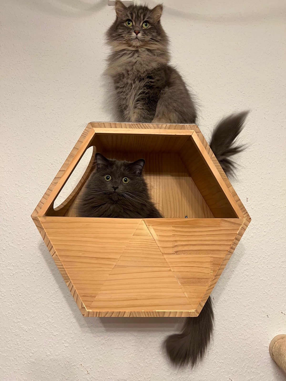 Zwei langhaarige graue Katzen sitzen auf ihren vertrauten Plätzen an einer hölzernen Kletterwand